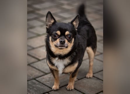 Dobby-Chi - möchte mit Füri zusammenbleiben - Tierhilfe Franken e.V.