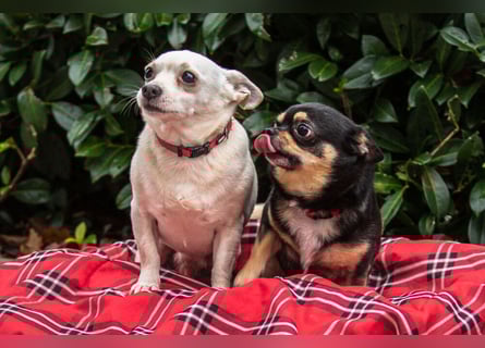 Dobby-Chi - möchte mit Füri zusammenbleiben - Tierhilfe Franken e.V.