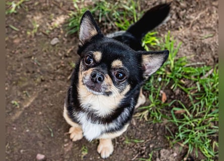 Dobby-Chi - möchte mit Füri zusammenbleiben - Tierhilfe Franken e.V.