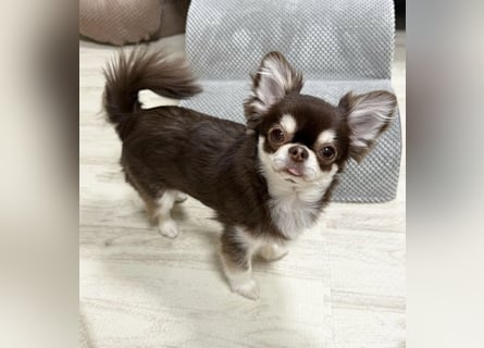 Chihuahua-Mädchen