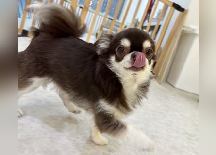 Chihuahua-Mädchen