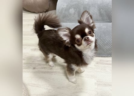 Chihuahua-Mädchen