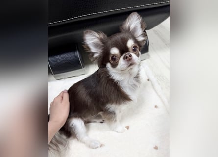 Chihuahua-Mädchen