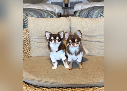 Chihuahua-Mädchen