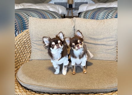 Chihuahua-Mädchen