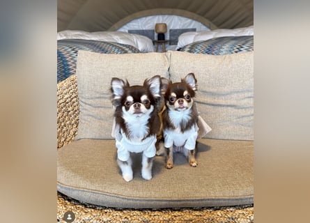 Chihuahua-Mädchen