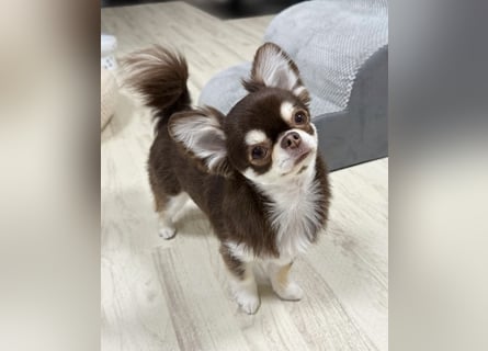 Chihuahua-Mädchen