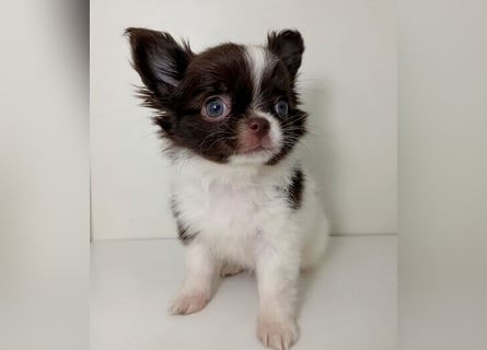 Zauberhafte Chihuahua Welpen suchen ein liebevolles Zuhause