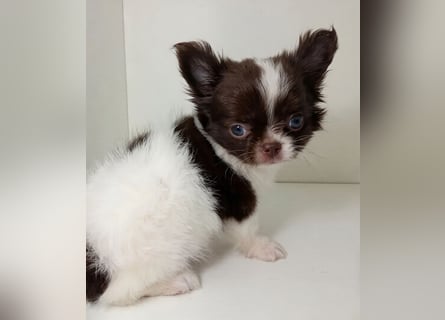 Zauberhafte Chihuahua Welpen suchen ein liebevolles Zuhause