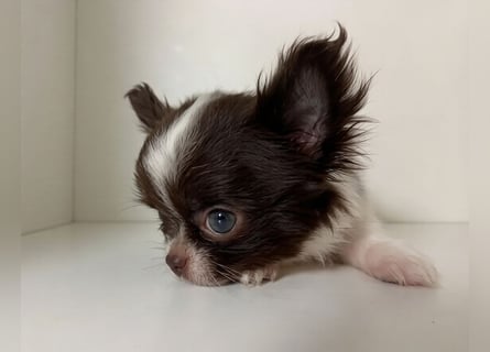 Zauberhafte Chihuahua Welpen suchen ein liebevolles Zuhause