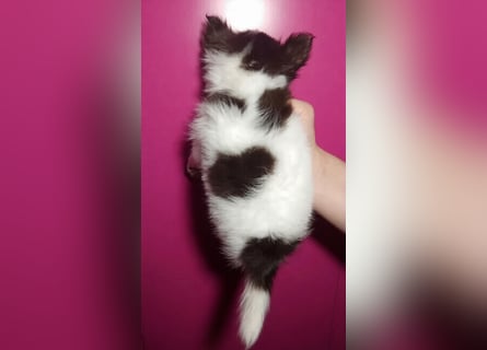 Zauberhafte Chihuahua Welpen suchen ein liebevolles Zuhause