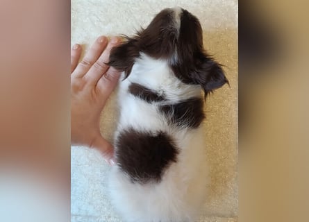 Zauberhafte Chihuahua Welpen suchen ein liebevolles Zuhause