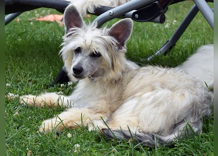 Chinese Crested Dog ~ Powderpuff