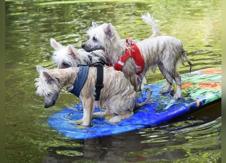 Chinese Crested Dog ~ Powderpuff