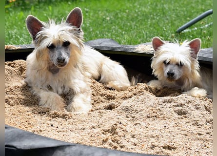 Chinese Crested Dog ~ Powderpuff