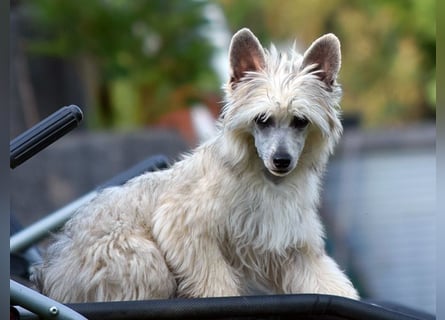 Chinese Crested Dog ~ Powderpuff