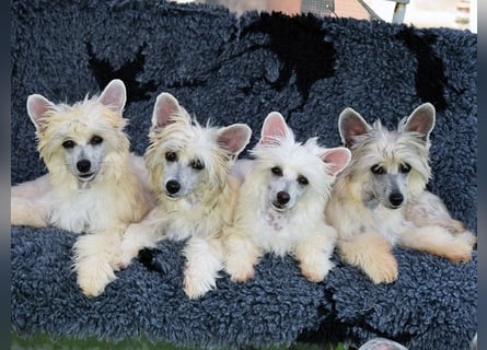 Chinese Crested Dog ~ Powderpuff