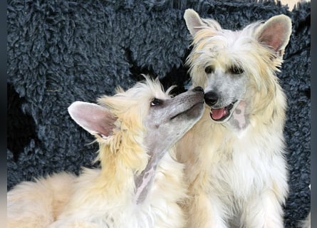 Chinese Crested Dog ~ Powderpuff