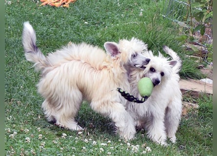 Chinese Crested Dog ~ Powderpuff