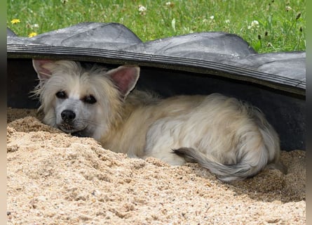 Chinese Crested Dog ~ Powderpuff