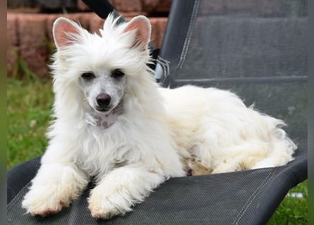 Chinese Crested Dog ~ Powderpuff
