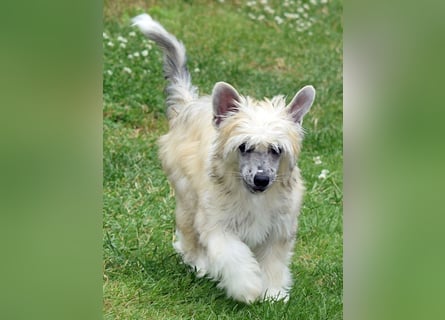 Chinese Crested Dog ~ Powderpuff