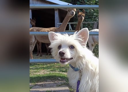 Chinese Crested Dog ~ Powderpuff