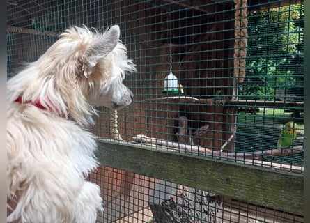 Chinese Crested Dog ~ Powderpuff