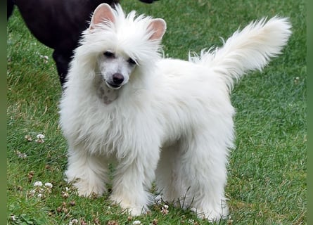 Chinese Crested Dog ~ Powderpuff