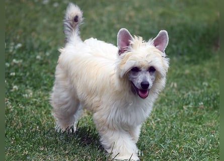 Chinese Crested Dog ~ Powderpuff
