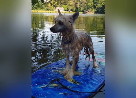 Chinese Crested Dog ~ Powderpuff