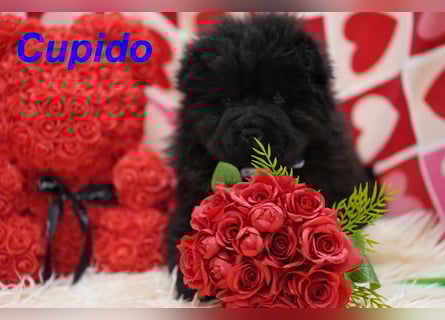 Bezaubernde & Gesunde Chow Chow Welpen auf Familiensuche