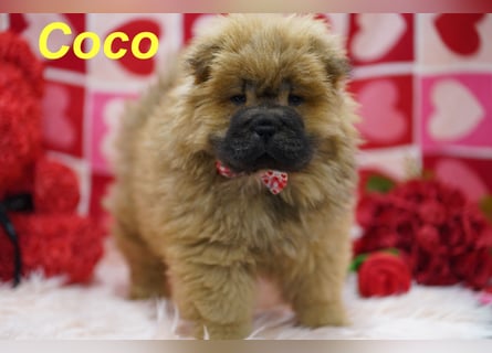 Bezaubernde & Gesunde Chow Chow Welpen auf Familiensuche