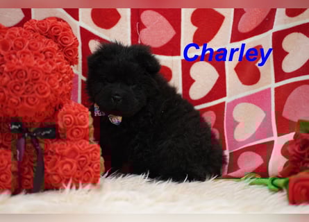 Bezaubernde & Gesunde Chow Chow Welpen auf Familiensuche