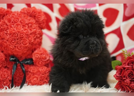 Bezaubernde & Gesunde Chow Chow Welpen auf Familiensuche