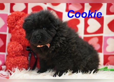 Bezaubernde & Gesunde Chow Chow Welpen auf Familiensuche