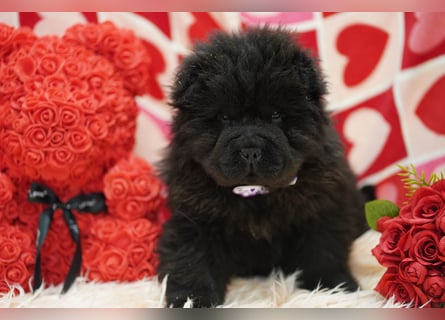 Bezaubernde & Gesunde Chow Chow Welpen auf Familiensuche