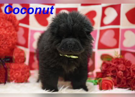 Bezaubernde & Gesunde Chow Chow Welpen auf Familiensuche