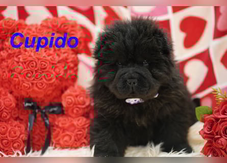 Bezaubernde & Gesunde Chow Chow Welpen auf Familiensuche