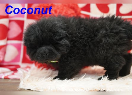 Bezaubernde & Gesunde Chow Chow Welpen auf Familiensuche