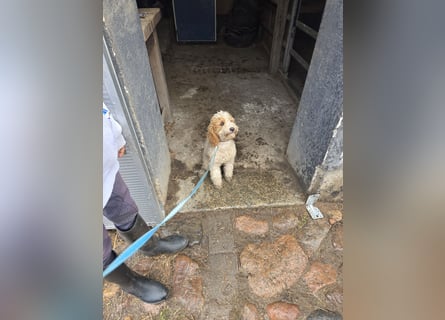 Cockapoo. F1 American Wurfankündigung Juli 2025