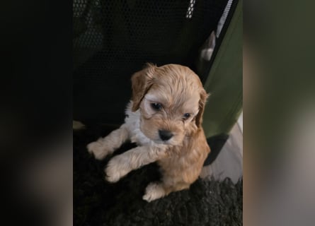 Cockapoo. F1 American Wurfankündigung Juli 2025