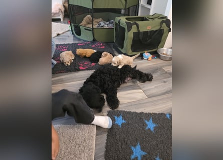 Cockapoo. F1 American Wurfankündigung Juli 2025