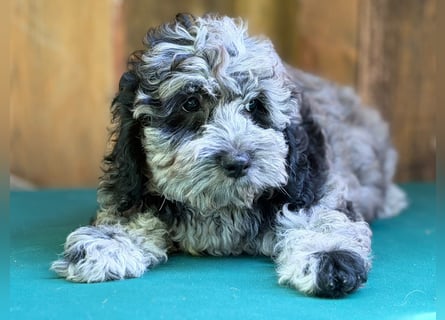 Einzigartige Silver-Merle-Cockapoo-Welpen