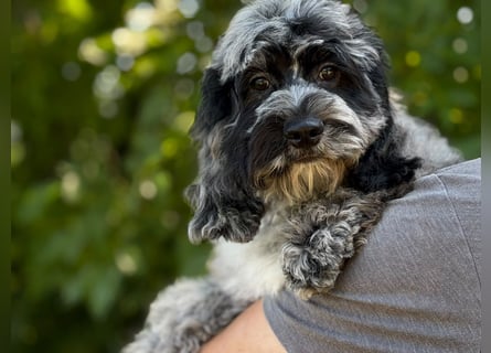 Einzigartige Silver-Merle-Cockapoo-Welpen