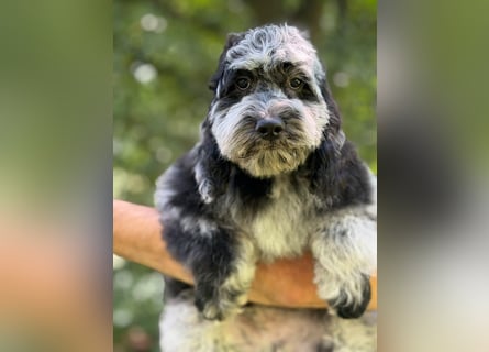 Einzigartige Silver-Merle-Cockapoo-Welpen