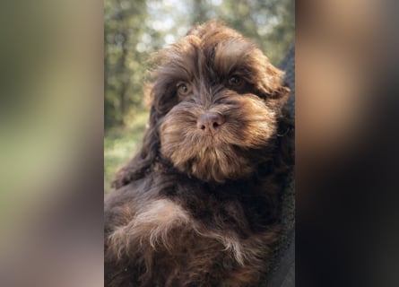 Cockapoo Choco Hündin