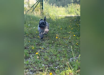 Einzigartige Silver-Merle-Cockapoo-Welpen