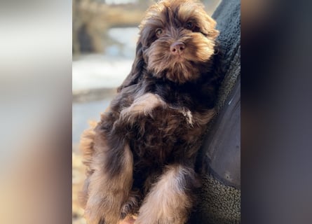 Cockapoo Choco Hündin