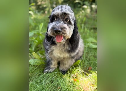 Einzigartige Silver-Merle-Cockapoo-Welpen